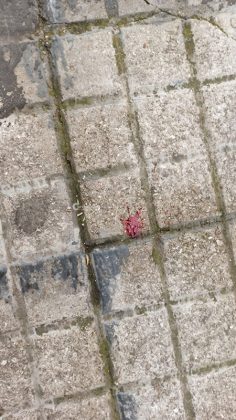 Risse continue con cocci e catene, spaccio e bivacco. "Il Bronx è qui: abbiamo paura ad uscire di casa" - Corriere Salentino