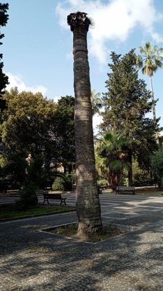 Cinque alberi secchi e pericolanti saranno rimossi dalla Villa comunale - Corriere Salentino