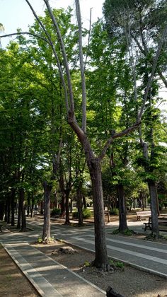 Cinque alberi secchi e pericolanti saranno rimossi dalla Villa comunale - Corriere Salentino