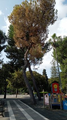 Cinque alberi secchi e pericolanti saranno rimossi dalla Villa comunale - Corriere Salentino