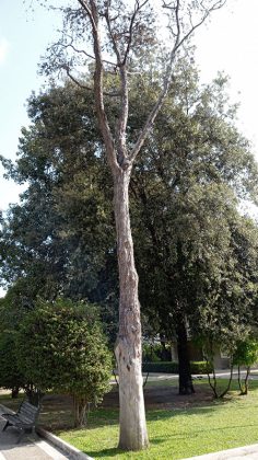 Cinque alberi secchi e pericolanti saranno rimossi dalla Villa comunale - Corriere Salentino