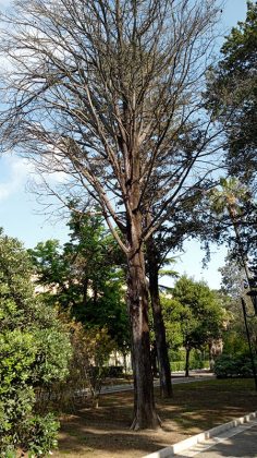 Cinque alberi secchi e pericolanti saranno rimossi dalla Villa comunale - Corriere Salentino