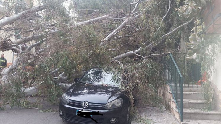 Rimozione alberi pericolanti via Ribezzo a Lecce - Corriere Salentino