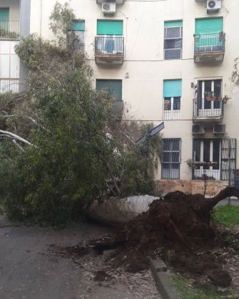 Rimozione alberi pericolanti via Ribezzo a Lecce - Corriere Salentino
