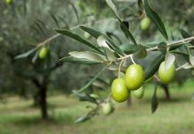 Ambiente - Corriere Salentino