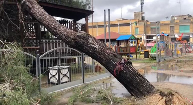 Sicurezza alberi, Capoccia: “Ancora oggi, questa amministrazione, sembra affidarsi alla buona sorte” - Corriere Salentino