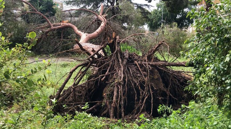 Sicurezza alberi, Capoccia: “Ancora oggi, questa amministrazione, sembra affidarsi alla buona sorte” - Corriere Salentino