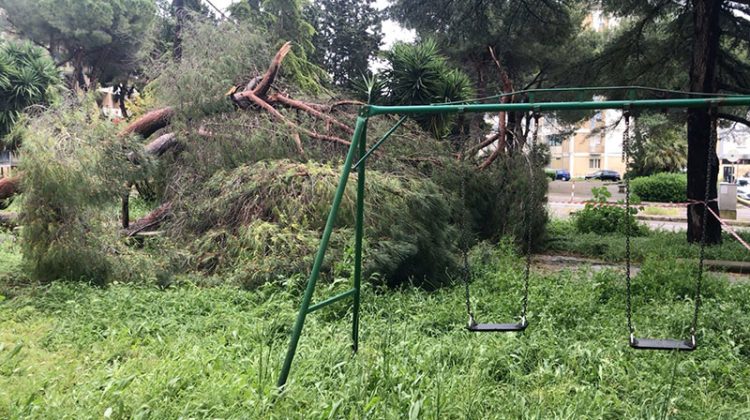 Sicurezza alberi, Capoccia: “Ancora oggi, questa amministrazione, sembra affidarsi alla buona sorte” - Corriere Salentino