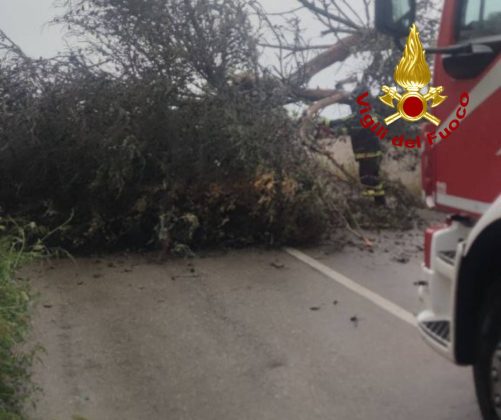 Maltempo, nel Salento cadono decine di alberi su strade e binari. A Diso sradicate le luminarie della festa - Corriere Salentino