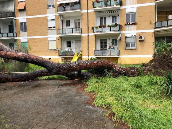 Ennesima tragedia sfiorata in città: un pino si abbatte all'incrocio sul viale, un altro si schianta sulle giostre dei bimbi - Corriere Salentino