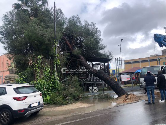 Ennesima tragedia sfiorata in città: un pino si abbatte all'incrocio sul viale, un altro si schianta sulle giostre dei bimbi - Corriere Salentino