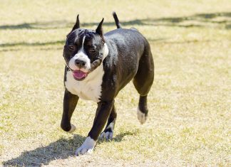 Amstaff sfugge al controllo del proprietario saltando la recinzione e azzanna uccidendo un altro cane
