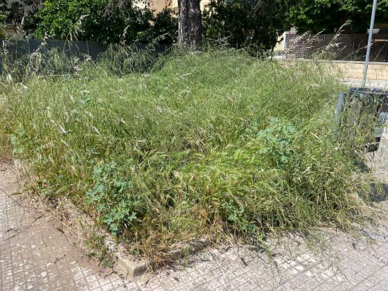 La protesta di Guido: “Erba infestante sui marciapiedi di Lecce, pericolosa per gli amici a 4 zampe. Indecenza assoluta” - Corriere Salentino