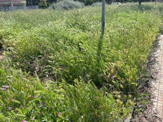 La protesta di Guido: “Erba infestante sui marciapiedi di Lecce, pericolosa per gli amici a 4 zampe. Indecenza assoluta” - Corriere Salentino