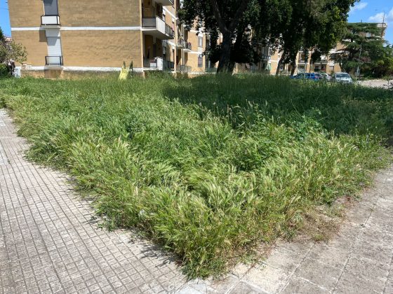 La protesta di Guido: “Erba infestante sui marciapiedi di Lecce, pericolosa per gli amici a 4 zampe. Indecenza assoluta” - Corriere Salentino
