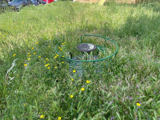 La protesta di Guido: “Erba infestante sui marciapiedi di Lecce, pericolosa per gli amici a 4 zampe. Indecenza assoluta” - Corriere Salentino