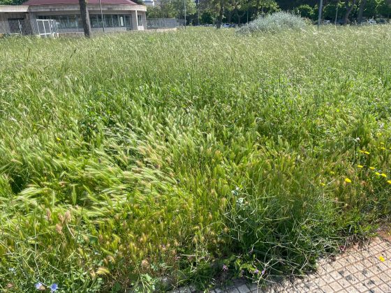 La protesta di Guido: “Erba infestante sui marciapiedi di Lecce, pericolosa per gli amici a 4 zampe. Indecenza assoluta” - Corriere Salentino