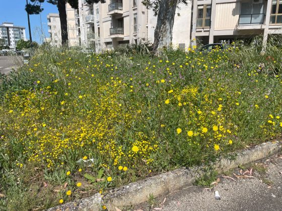 La protesta di Guido: “Erba infestante sui marciapiedi di Lecce, pericolosa per gli amici a 4 zampe. Indecenza assoluta” - Corriere Salentino