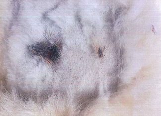 Gatti impallinati e spariti da colonia felina. LNDC Animal Protection sporge denuncia contro ignoti