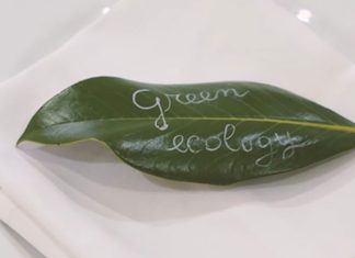 “A…come albero” – la festa green dei comuni di ARO7/Le, i sindaci raccontano quale è il loro albero del cuore