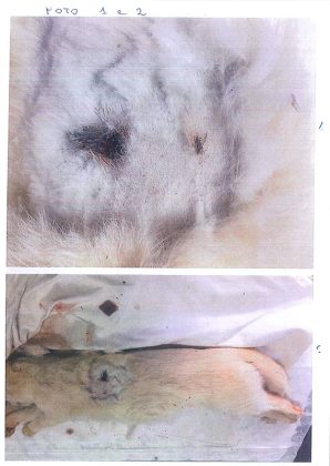 Strage di gatti nel Capo di Leuca, il Codacons punta il dito contro i cacciatori. La replica di Federcaccia: "Falso, la caccia è chiusa" - Corriere Salentino