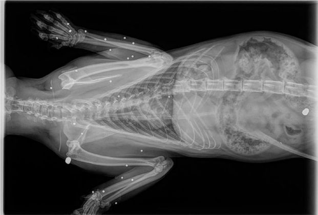 Strage di gatti nel Capo di Leuca, il Codacons punta il dito contro i cacciatori. La replica di Federcaccia: "Falso, la caccia è chiusa" - Corriere Salentino