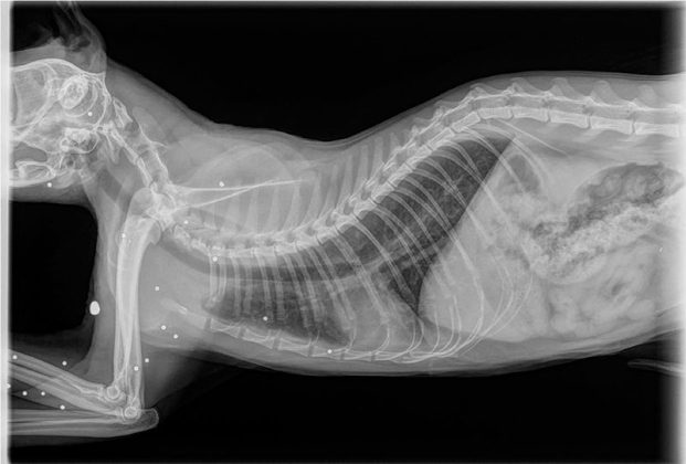 Strage di gatti nel Capo di Leuca, il Codacons punta il dito contro i cacciatori. La replica di Federcaccia: "Falso, la caccia è chiusa" - Corriere Salentino