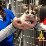 Gattino di pochi mesi cade in un pluviale e resta incastrato: recuperato e rianimato dai vigili del fuoco - Corriere Salentino