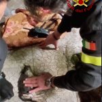 Gattino di pochi mesi cade in un pluviale e resta incastrato: recuperato e rianimato dai vigili del fuoco - Corriere Salentino