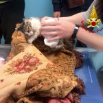 Gattino di pochi mesi cade in un pluviale e resta incastrato: recuperato e rianimato dai vigili del fuoco - Corriere Salentino