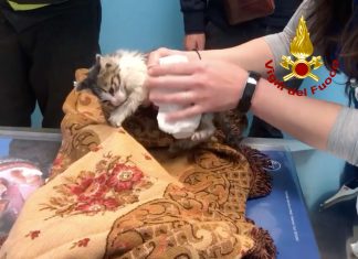 Gattino di pochi mesi cade in un pluviale e resta incastrato: recuperato e rianimato dai vigili del fuoco