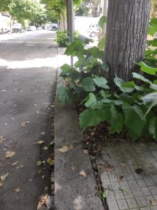 Barriere architettoniche, buche e ostacoli: un breve video sul difficile percorso di un disabile sui marciapiedi leccesi - Corriere Salentino