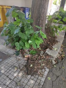 Via Balsamo e via Giammatteo: alcuni residenti protestano per degrado e pericolo. Scorrano: “Si pensi ai bisogni dei leccesi e alla cura del verde pubblico” - Corriere Salentino