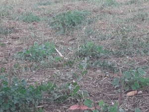 Il consigliere Greco:"Campo Coni abbandonato all'incuria" - Corriere Salentino