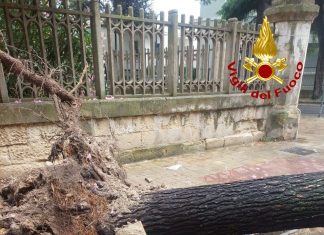 Ennesimo grosso pino caduto, il sindaco si giustifica: “Radici danneggiate e maltempo”. Ma da 10 anni si parla di controllo, abbattimento, cura e nuovi alberi