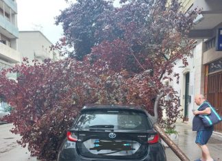 Cade un altro albero in città e danneggia un’auto. “È emergenza verde pubblico a Lecce. Necessario correre ai ripari: ne sono caduti troppi”