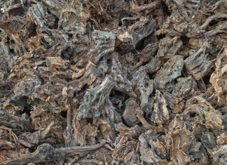 Edward Burtynsky: Xylella Studies in mostra a Lecce al Museo Castromediano per il Premio Pino Pascali