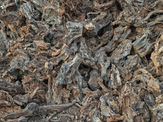 Edward Burtynsky: Xylella Studies in mostra a Lecce al Museo Castromediano per il Premio Pino Pascali - Corriere Salentino