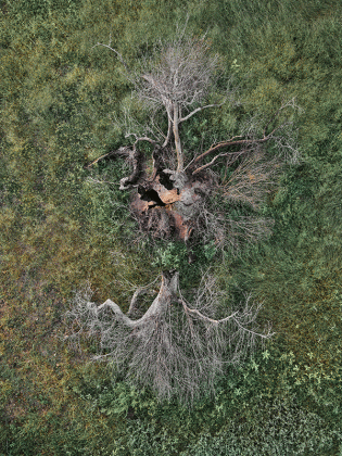 Edward Burtynsky: Xylella Studies in mostra a Lecce al Museo Castromediano per il Premio Pino Pascali - Corriere Salentino