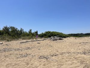 Spiagge libere o abbandonate? Alla scoperta dell’oasi “Li Punzi” di San Cataldo: una meraviglia trascurata anche nella stagione estiva - Corriere Salentino