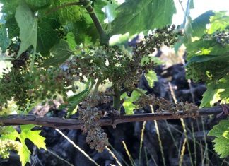 Maltempo: Coldiretti Puglia, in 7 giorni 2 tornado e 8 bombe d’acqua