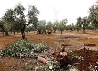 L’ulivo “rinasce” dopo la Xylella: analisi e prospettive a dieci anni di distanza