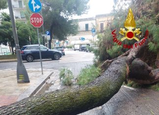 A Lecce cade un altro albero di pino, via Casotti tagliata in due: abitanti a rischio con i crolli continui. “In quel momento passavano dei ciclisti: paura nel quartiere San Lazzaro”