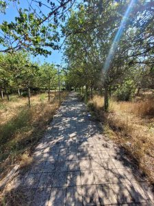 Guido: “Parchi abbandonati a Lecce. Baden Powell, il parco dell’orrore” - Corriere Salentino