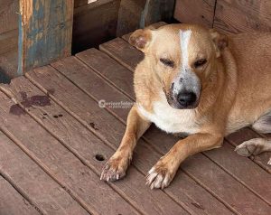 Assalto al rifugio per randagi: vandali distruggono la struttura e feriscono uno dei cani. L'appello delle volontarie - Corriere Salentino