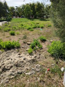Torre Chianca, marina di Lecce dimenticata: alcuni residenti ripuliscono i marciapiedi da soli da anni. “Piazza Paradiso è diventata un inferno” - Corriere Salentino