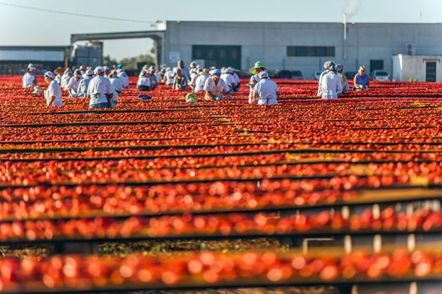 iContadini Experience, vivi una vera esperienza agricola - Corriere Salentino