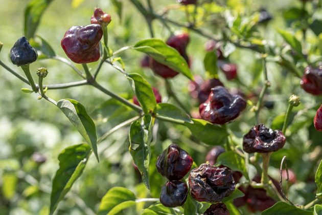 iContadini Experience, vivi una vera esperienza agricola - Corriere Salentino