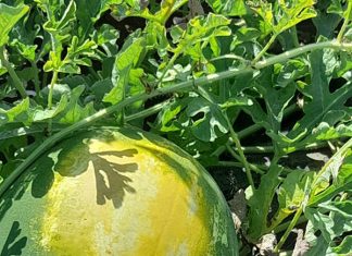 Caldo: Coldiretti Puglia, brucia frutta e verdura, danni a macchia di leopardo fino al 90%