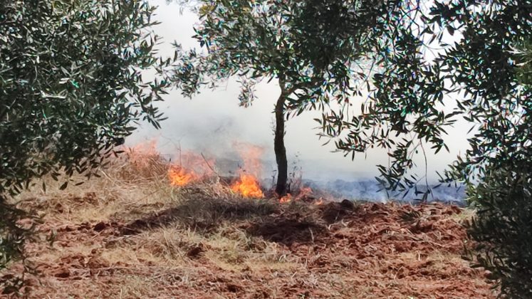 Il Salento brucia, vari incendi sul territorio: in fiamme centinaia di ettari e strade bloccate - Corriere Salentino